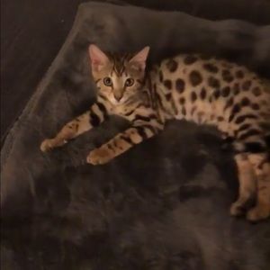 Meet your Posher, Melody